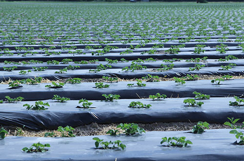 Poľnohospodárska krycia fólia - BioAgri Mulch Film